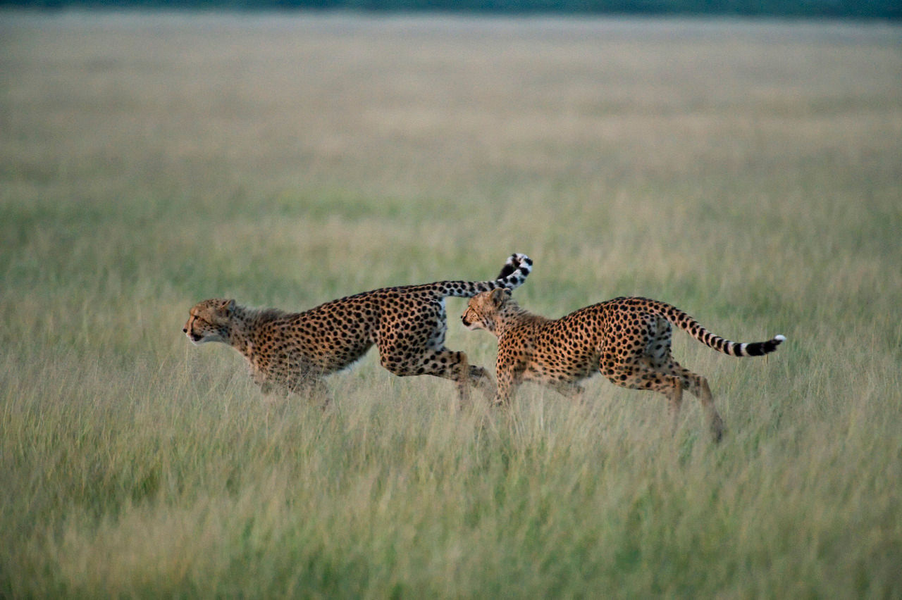 CHEETAH'S RUN - 9 Nights