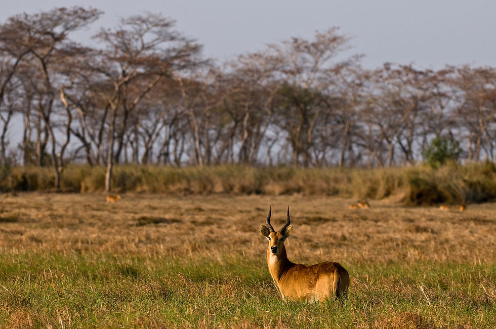 Thumbnail: TANZANIA UNDER CANVAS - 9nts