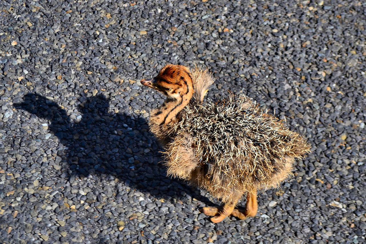 Ostrich chick, Cape Peninsula
