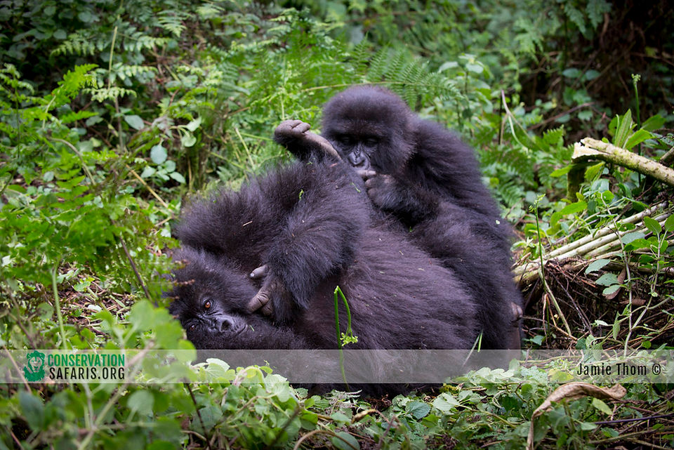 Rwanda Gorilla Safari 06