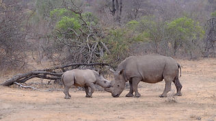 Rhino and calf.jpg