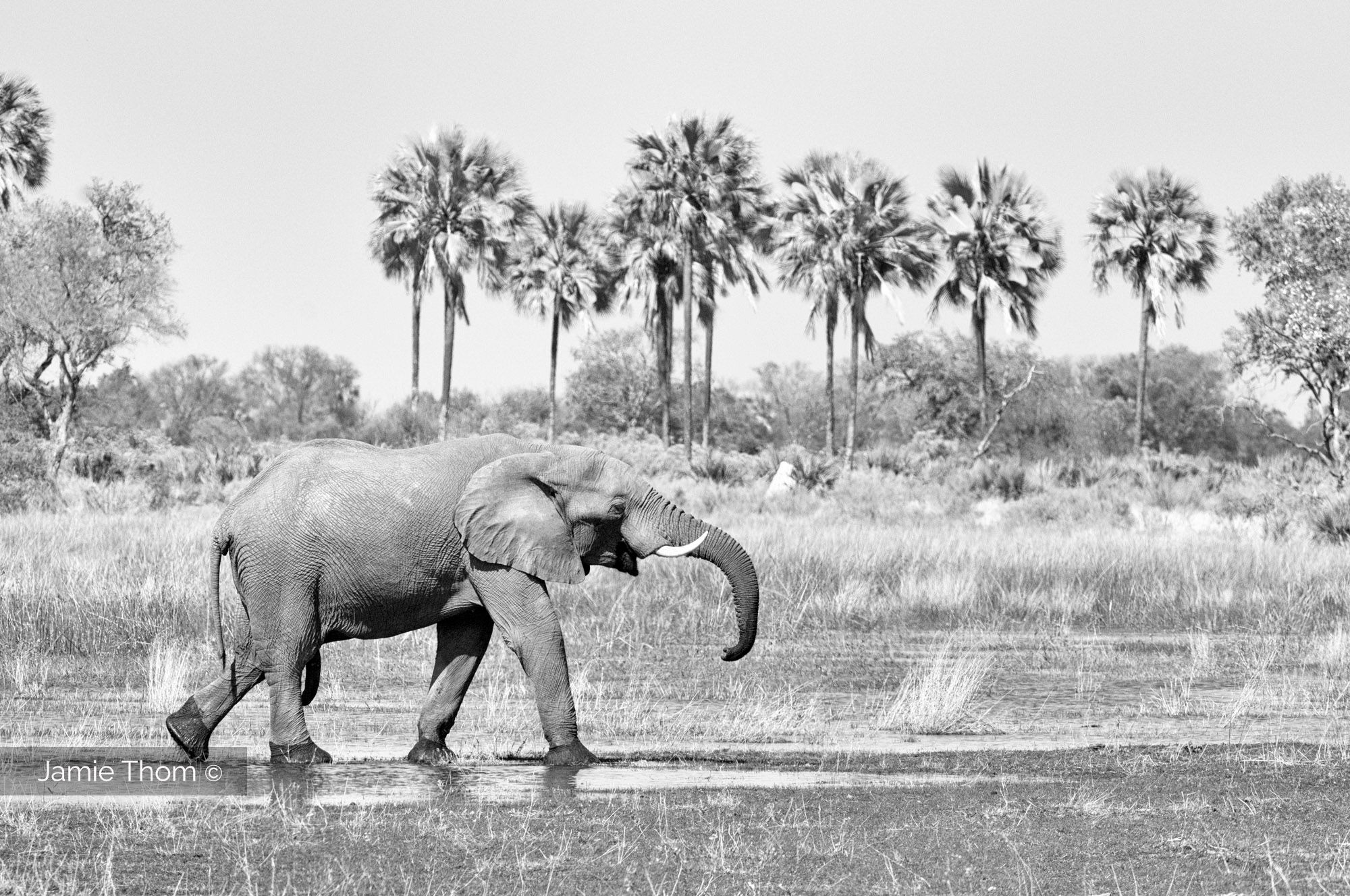 Floodplain and Palms, Okavango Delta, Botswana