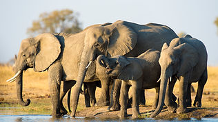Hwange_Linkwasha_Elephant_Jamie_Thom_AF_JTP8521.jpg