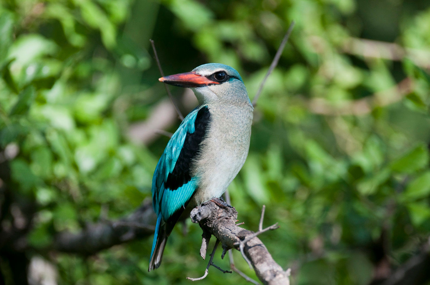 KINGFISHER - 9 Nights