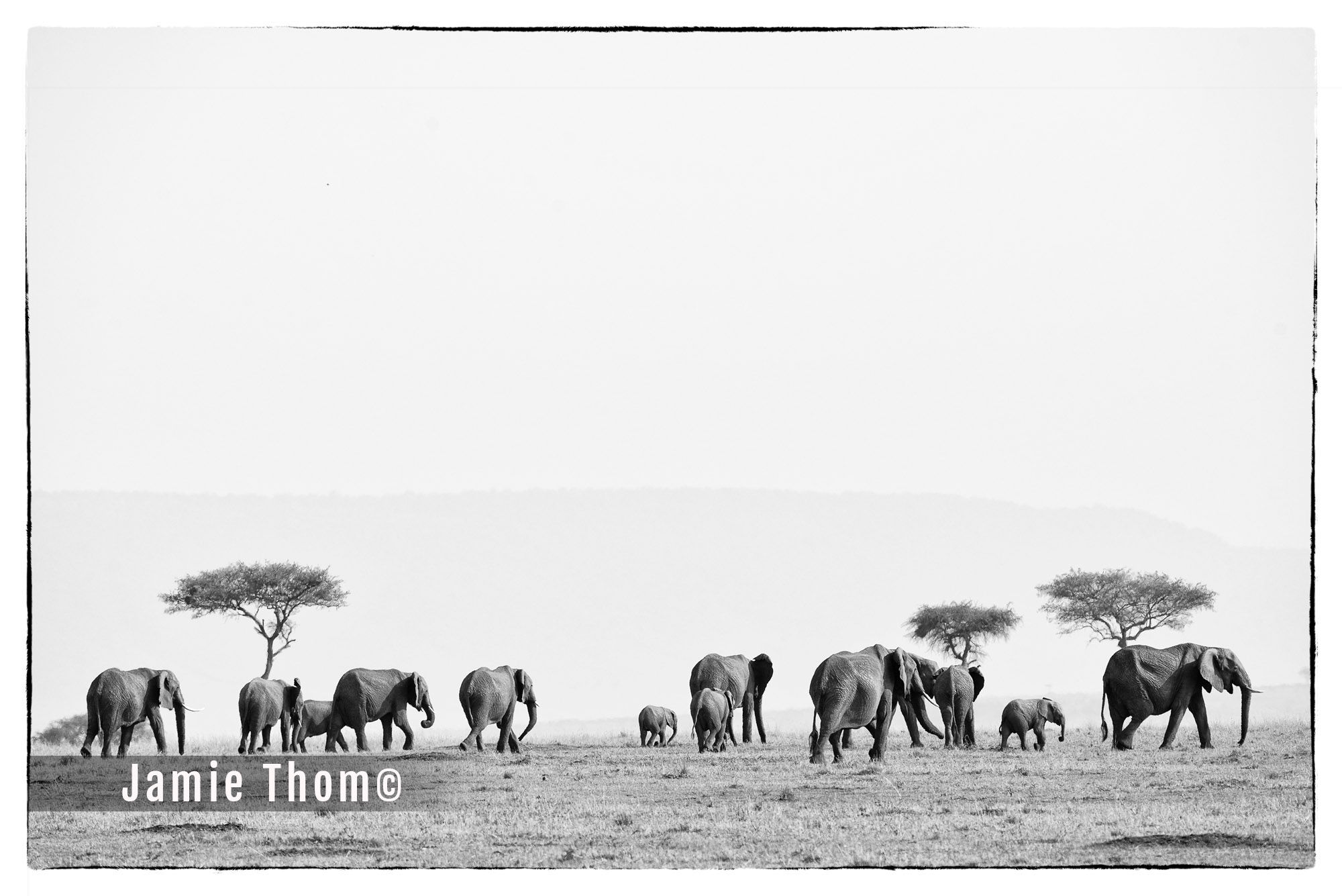 Elephants in the Lamai 2, Serengeti, Tanzania