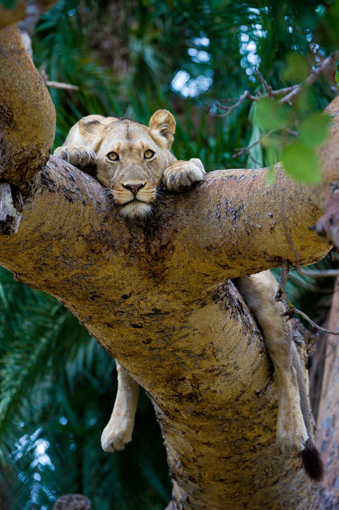 Thumbnail: BUSANGA BUSH CAMP - 4 nts