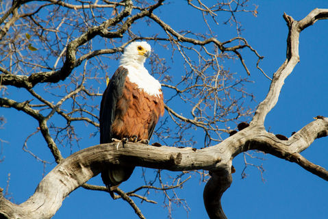 Fish Eagle in the Okavango Panhandle.jpg