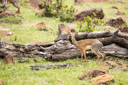 Safari Drive in Naboisho Conservancy