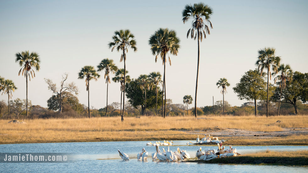 Fan palms dot the landscapes amid Hwange's natural pans and waterholes