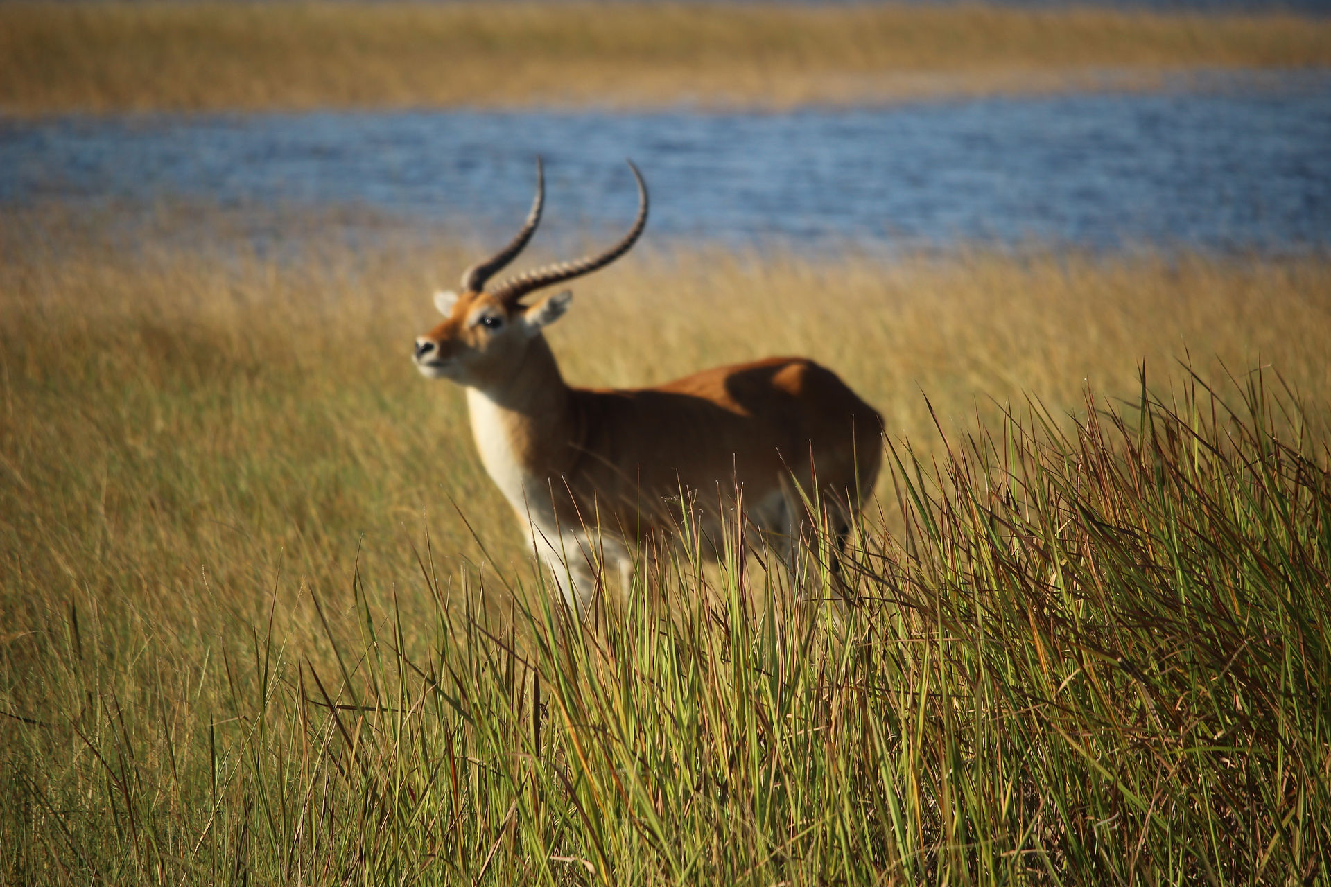 Shinde Red Lechwe