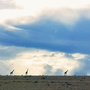 It was the trip of a lifetime.  We loved it.  Thank you for arranging it!