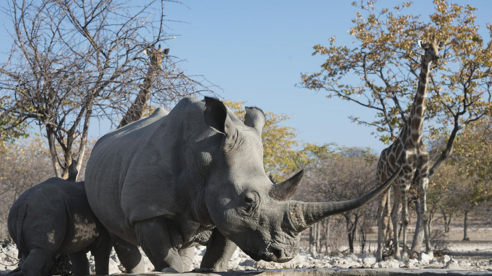 Rhinos seen from the underground hide at Little Ongava