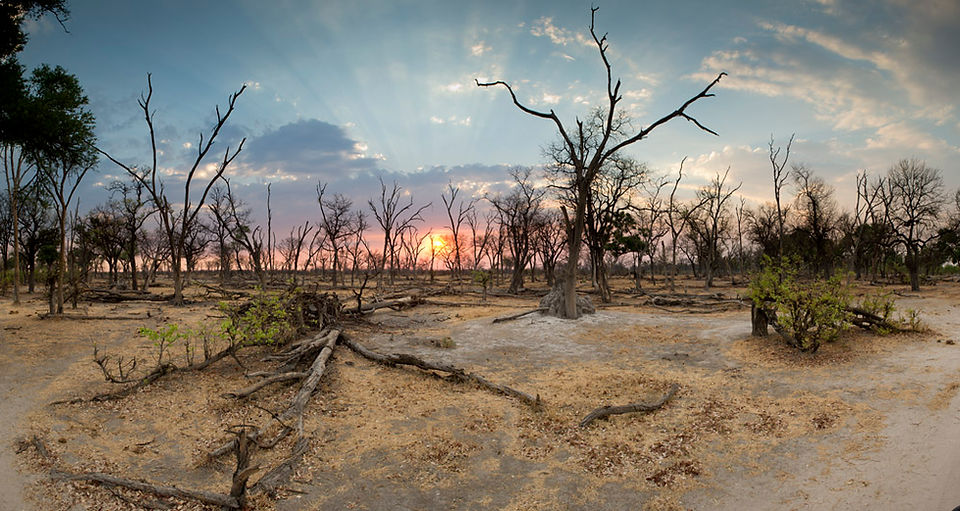 Dry mopane forest Moremi