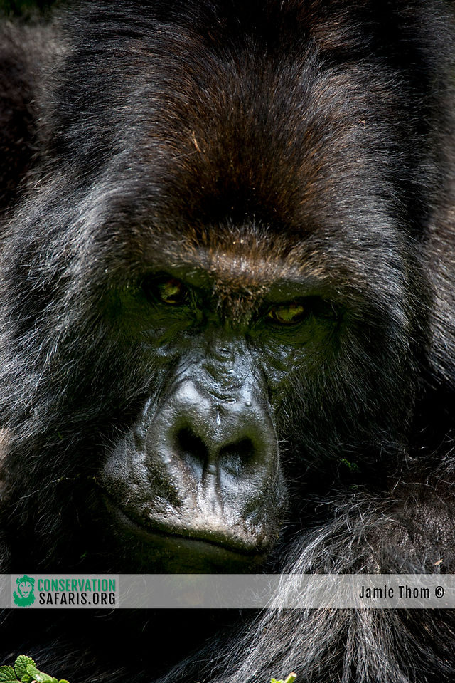 Silverback_Rwanda