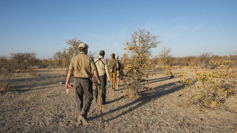 Safari walks at Ongava