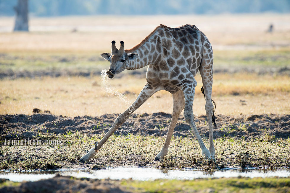 Thumbnail: DAVISON'S CAMP - 4 nts