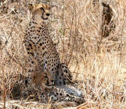 Excellent game viewing throughout Kenya on this safari