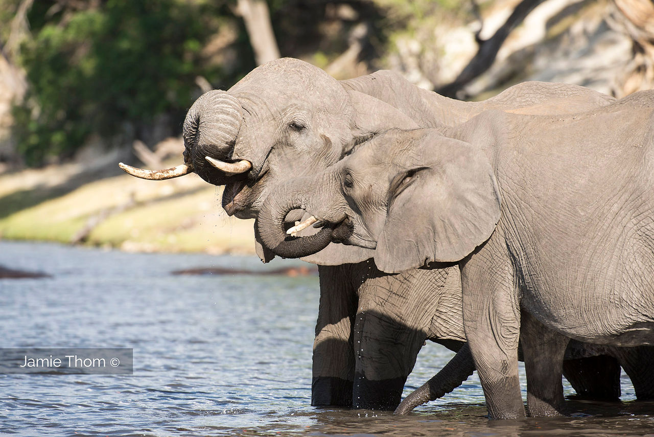 Chobe_Botswana_Elephants_Jamie_Thom_J
