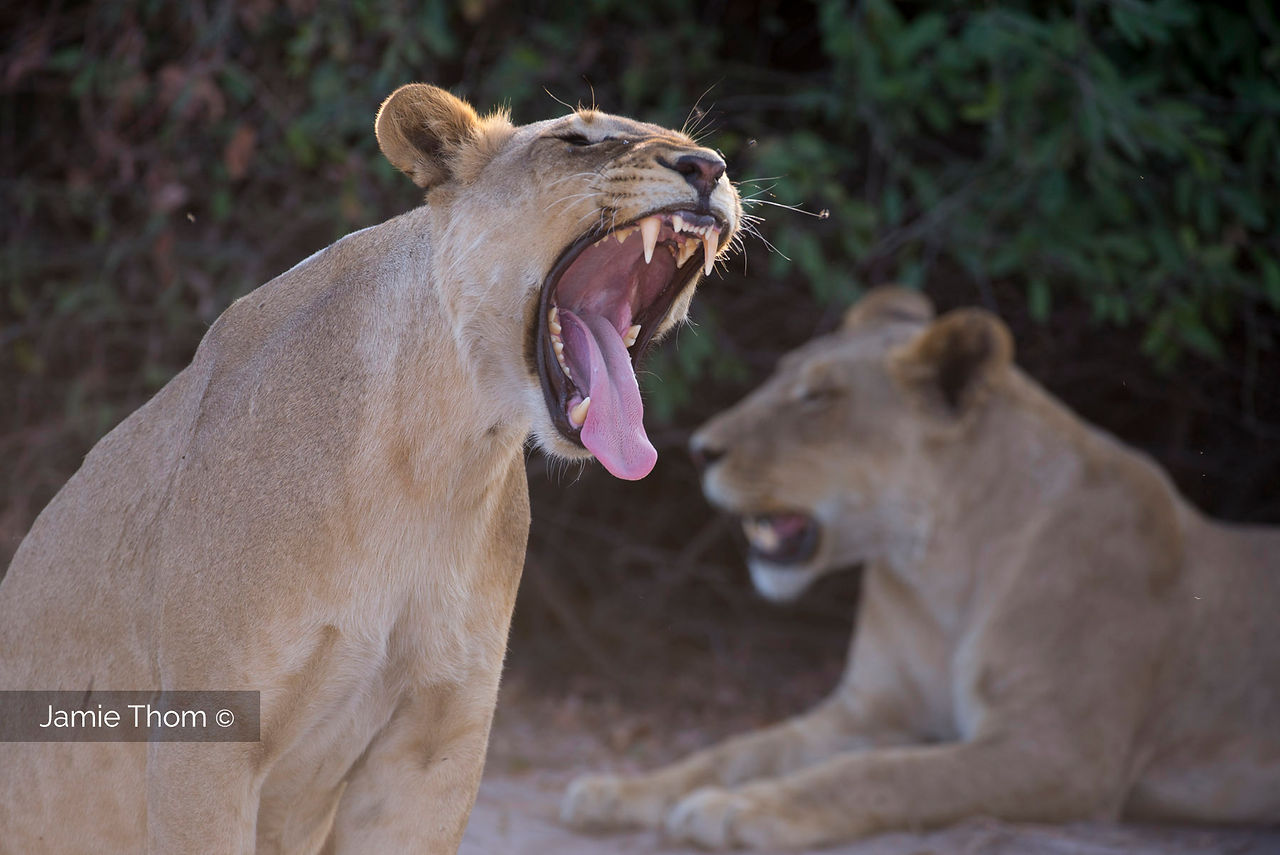 Chobe_Botswana_Lion_Jamie_Thom_A