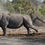 Thumbnail: ESSENTIAL SOUTH AFRICA SAFARI - 8 nts