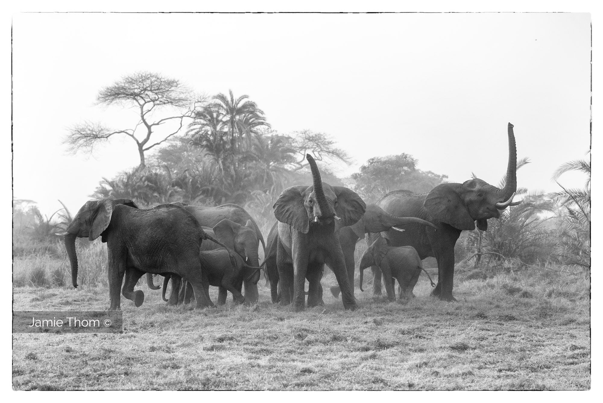 Defending the Herd, Kafue, Zambia