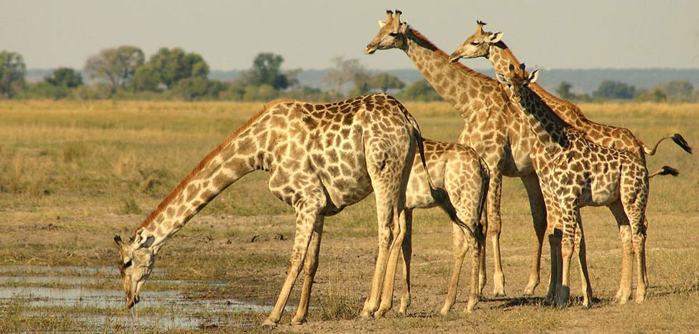 Thumbnail: WETLANDS & RIVERS SAFARI - 6 Nights