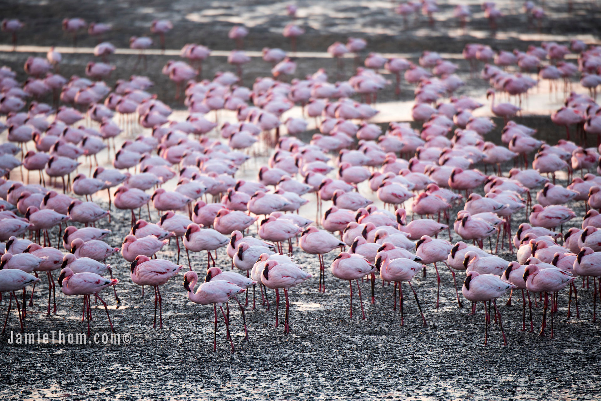 Flamingos_Walvis_JTP3318