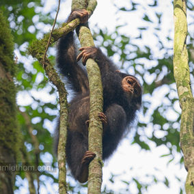 Chimp tracking explained