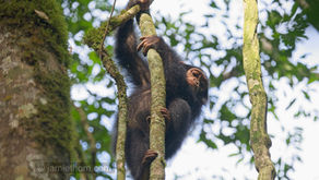 Chimp tracking explained