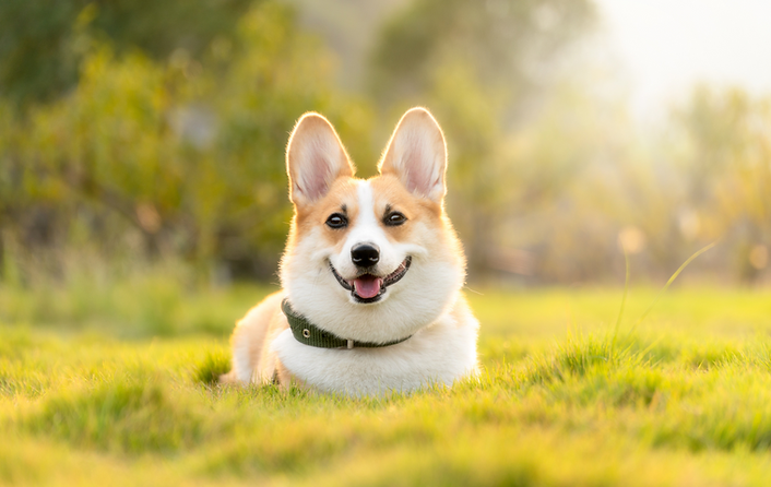Dogwaste.png