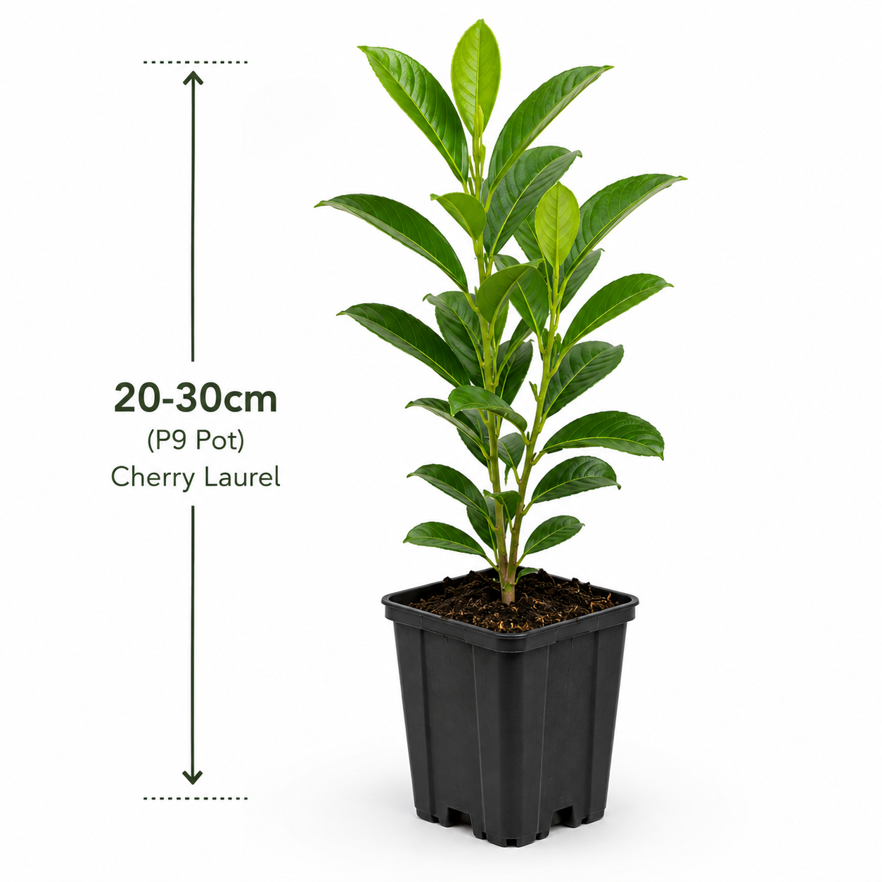 P9 cherry laurel