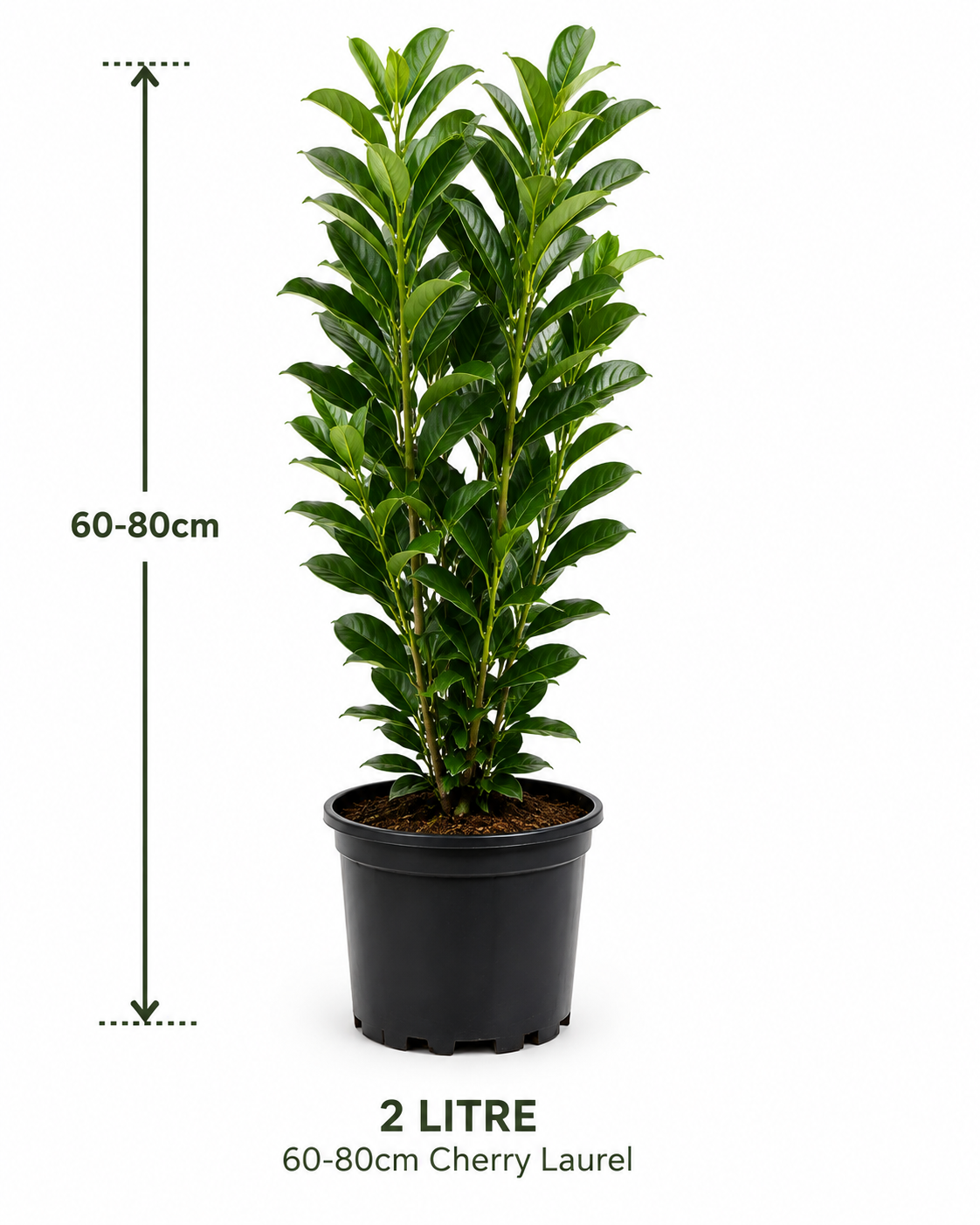 2 litre cherry laurel