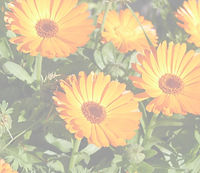 Calendula-Flowers_edited.jpg