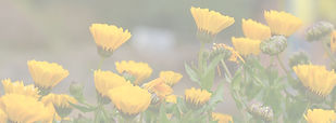 Marigold (Calendula) is a genus of about