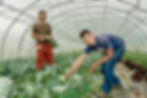 Zwei Landwirte ernten Kohl in einem Gewächshaus