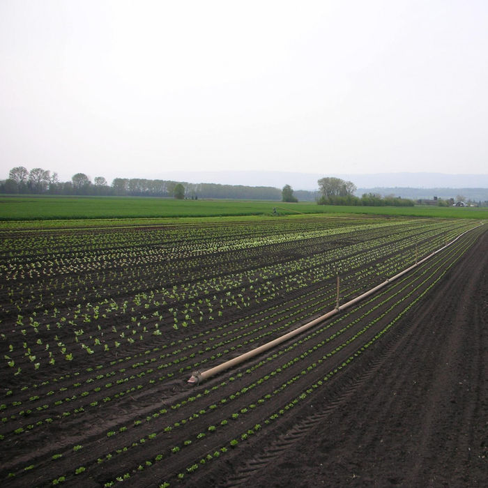 Feld mit jungen Pflanzen und Bewässerungssystem