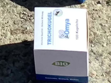 Biologisch gegen den Maiszünsler