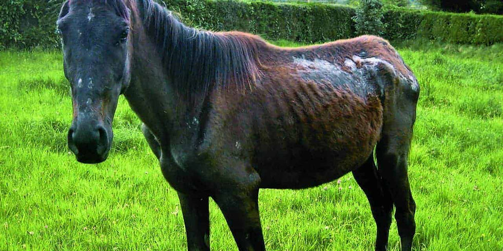 Thumbnail: Portable Equestrian Horse Pony Stable CCTV | Horse 4G Remote monitoring CCTV Cam