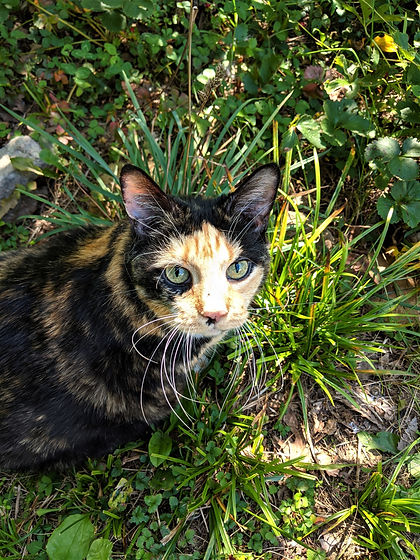 bindi whiskers 2020.jpg