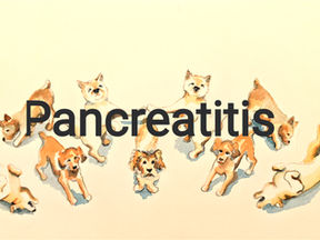 Don't let the Spectre of Pancreatitis haunt your holidays!