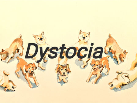 Dystocia and C-section