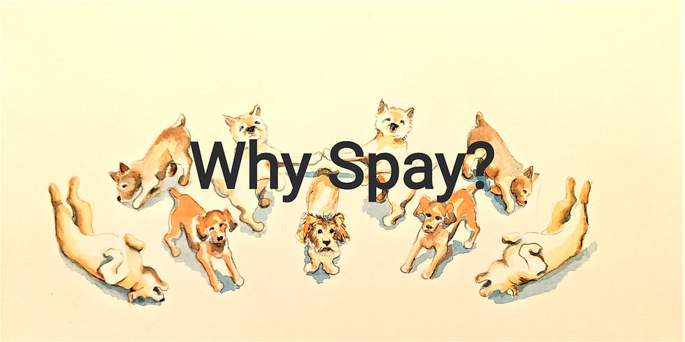 Why spay?