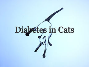 Diabetes in Cats