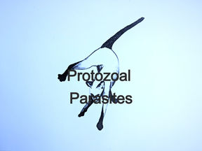 Protozoal Parasites