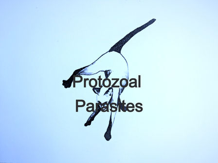 Protozoal Parasites