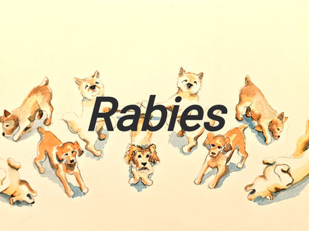 Rabies