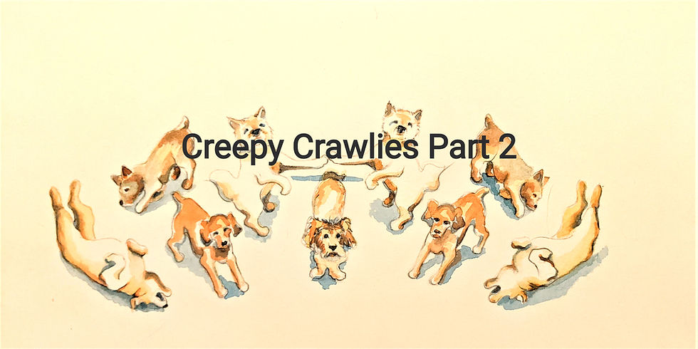 Creepy Crawlies part 2