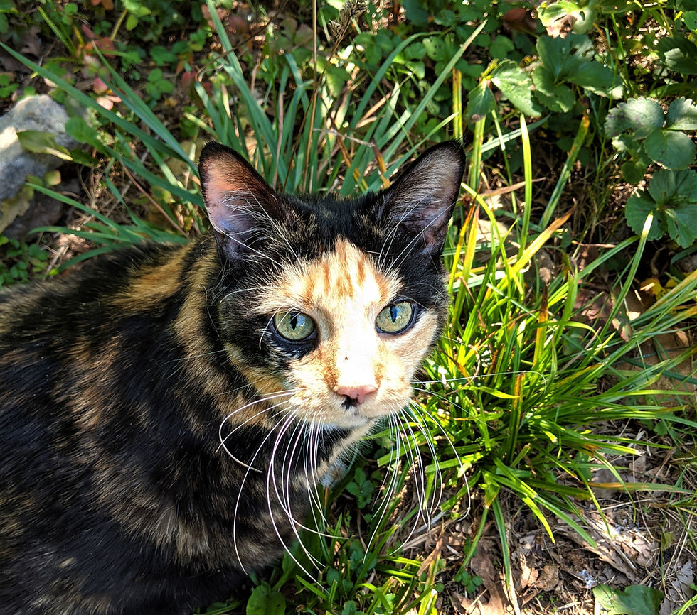 Unnecessary Conflict