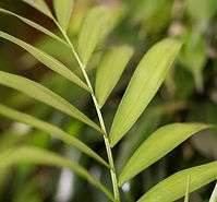 Plants for good air quality Bamboo Palm
