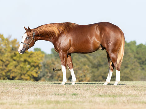 Sold at the 2025 NRHA Futurity Sale